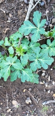 Sanicula crassicaulis