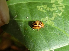 Plagiodera ornata