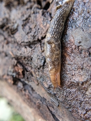 Deroceras reticulatum