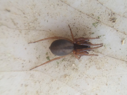 Meriola decepta