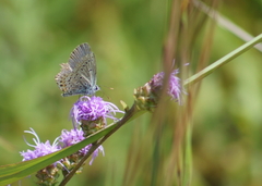 Plebejus samuelis