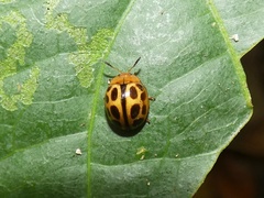 Plagiodera ornata