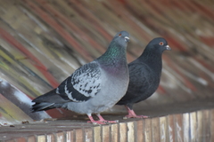 Columba livia domestica