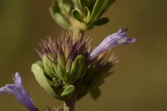 Clinopodium chilense