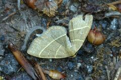 Trisateles emortualis