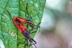 Macrocheraia grandis