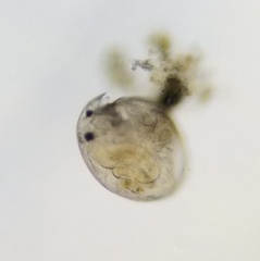 Chydorus