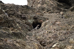 Cyclura nubila