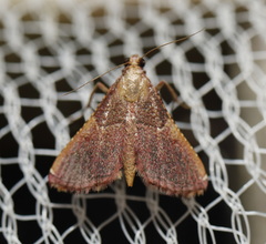 Endotricha approximalis