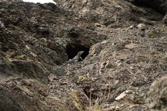 Cyclura nubila