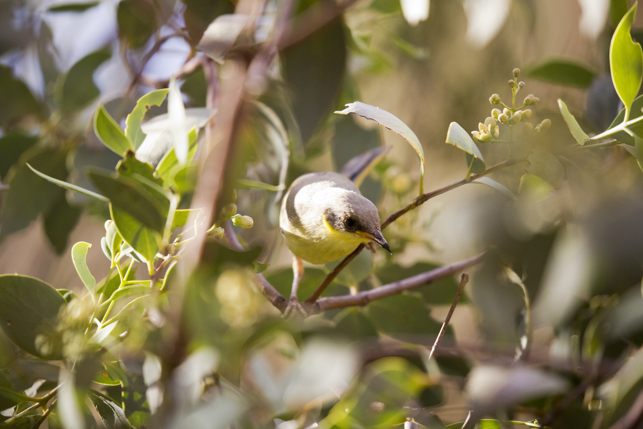 Grey-headed Honeyeater illustration