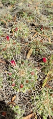 Mammillaria compressa