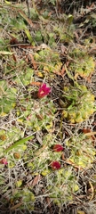 Mammillaria compressa