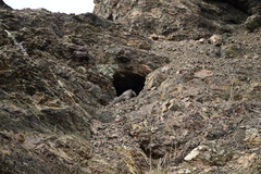 Cyclura nubila