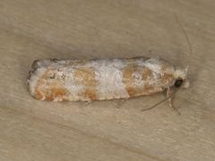 Retinia sabiniana