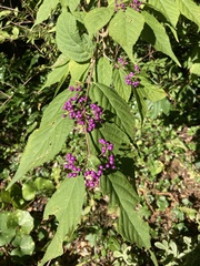 Callicarpa dichotoma