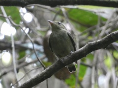 Ceratopipra mentalis