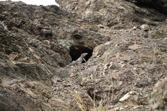Cyclura nubila