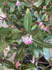 Daphne odora