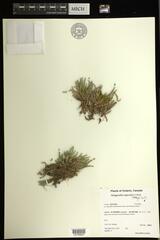 Selaginella rupestris