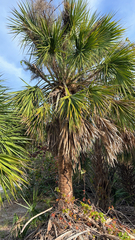 Sabal palmetto