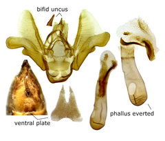 Eupithecia segregata