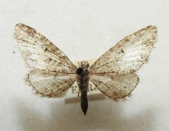 Eupithecia segregata