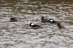 Lophodytes cucullatus