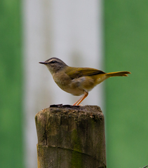 Myiothlypis rivularis