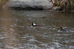 Lophodytes cucullatus