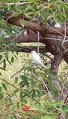 Melopsittacus undulatus domesticus