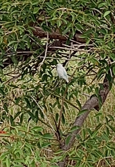 Melopsittacus undulatus domesticus
