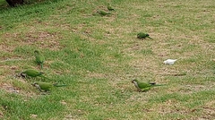 Melopsittacus undulatus domesticus