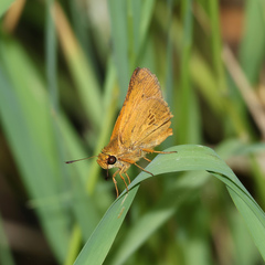 Parnara amalia