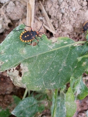 Spartocera