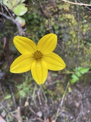 Bidens triplinervia