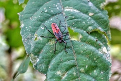 Macrocheraia grandis