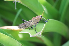 Taeniopoda varipennis