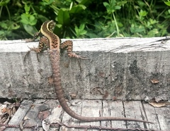 Liolaemus pictus