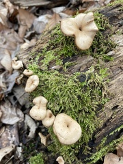 Lentinellus micheneri