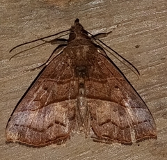 Hypena
