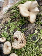 Lentinellus micheneri