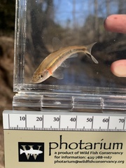 Clinostomus funduloides