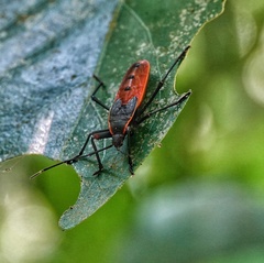 Macrocheraia grandis