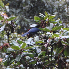Melanotis caerulescens
