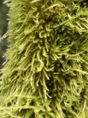 Homalothecium fulgescens