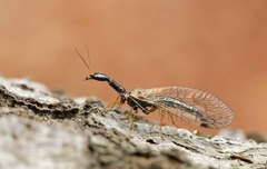 Dichrostigma flavipes