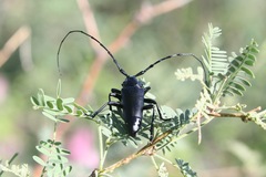 Stenaspis solitaria