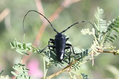 Stenaspis solitaria