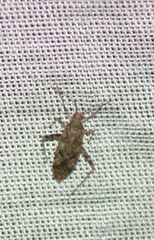 Phytocoris eximius